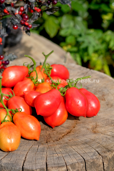 Томат Краса Кургана, 10 шт