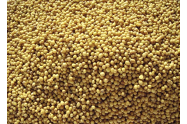 Гарчица желтая