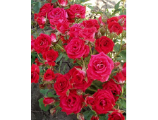 Ред Микадо роза, ОКС