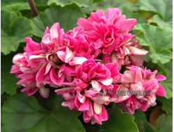 Пеларгония Ирида Маленький Лорд