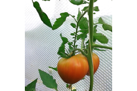 Полуночное солнце