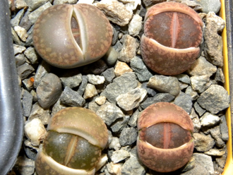 Lithops aucampiae C334 (MG-1546.6)