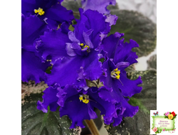 ЛЕ-Демо (Е. Лебецкая) 2014 г.