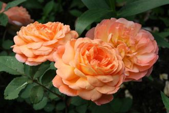 Леди Эмма Гамильтон (Lady Emma Hamilton)