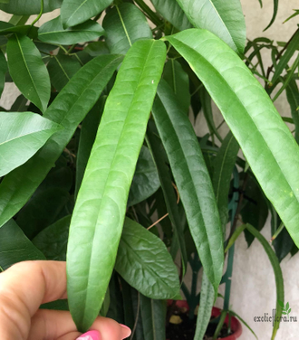 Hoya Platicaulis