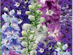 Дельфиниум Excalibur mix, C2