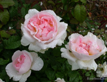 Роза английская Sharifa Asma (AUSreef, Sharifa), C5