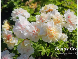 Пеларгония Bonas Cream