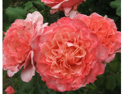 Лоран Каброль (Laurent Cabrol), шраб.