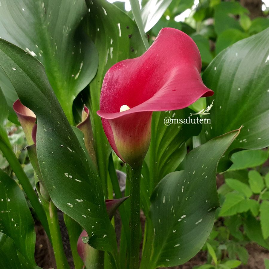 Calla Lily 'Royal Valentine'  Калла Роял Валентин