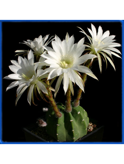 Echinopsis subdenudata