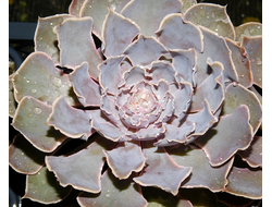 Echeveria shaviana - розетка без корней (более 5 см)