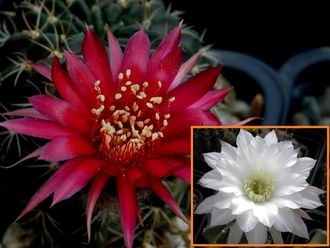 Lobivia cinnabarina R 513 X Echinopsis subdenudata (семена)