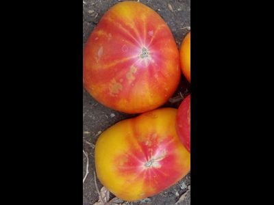 Томат Золотые горы Медео