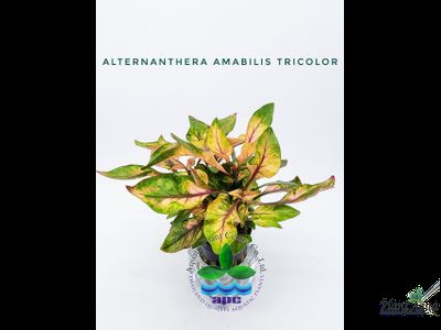 Альтернантера амабилис триколор (горшок)