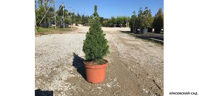 Ель канадская Conica - фото в горшке - красовский-сад.рф