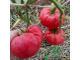 Томат Дакоста португальская (DaCosta's Portuguese)