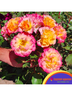 Ландлуст (LandLust)