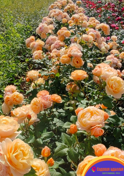 Роальд Даль (Roald Dahl)