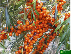 Облепиха "Елизавета"