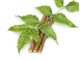 ЭКСТРАКТ ЛИСТЬЕВ НИМА / CAMPO NEEM LEAT TOTAL EXTRACT Powder Crystalline