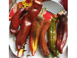 Перец сладкий Палермо шоколадный (Palermo Сhocolony, Италия)