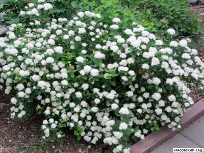 Спирея березолистная