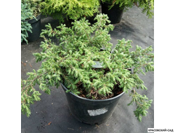 Можжевельник Репанда - Repanda