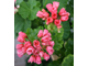 Marie-Louise - пеларгония тюльпановидная - описание сорта, фото - купить черенок в Перми и почтой