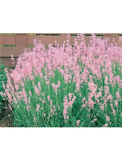 ЛАВАНДА узколистная "Розея" (ROSEA) С2