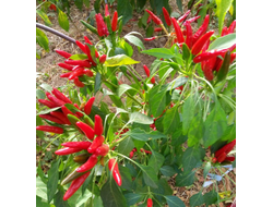 Перец острый Кайенский красный