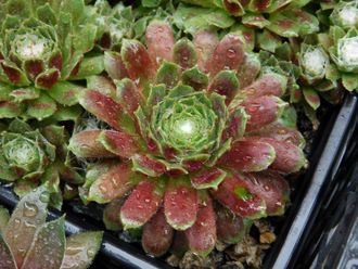 Sempervivum ARACHNOIDEUM RUBRUM - розетка