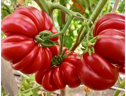 Томат Лев минусинский