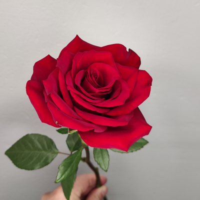 Роза Эквадор красная