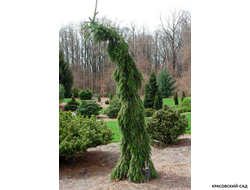Ель сербская Пендула - фото в ландшафте - красовский-сад.рф