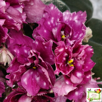 Rivermist Sizzle (J. Baker) (лист посажен 27/01/26)