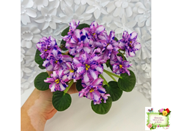 МК-Ветер Перемен Люкс химера (пасынок укоренённый из цветоноса)