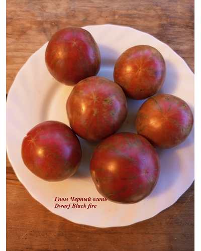 Гном Черный огонь, Черноогненный  (Dwarf Black fire)