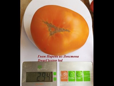 Томат Гном Парень из Локстона (Dwarf Loxton Lad)
