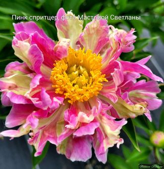 Paeonia Pink Spritzer