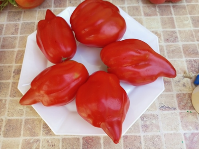 Томат Скифея (Скифская фея)