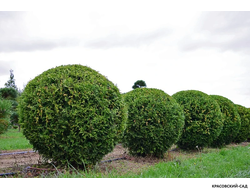 Туя Брабант в форме шара - Brabant
