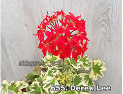 Пеларгония Derek Lee