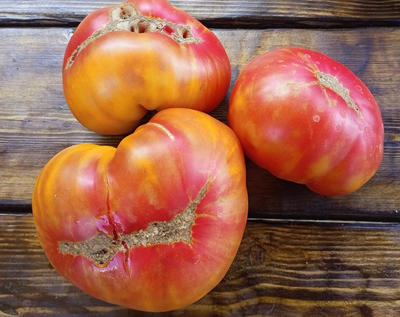 Томат Холли 12 (Holly’s 12)