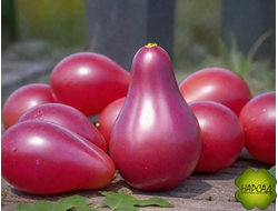 ТОМАТ "ГРУША РОЗОВАЯ" F1 (2м, 70 г) вкусный и урожайный