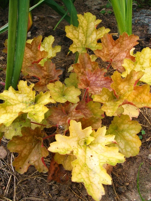 Арық қыздар порно видео