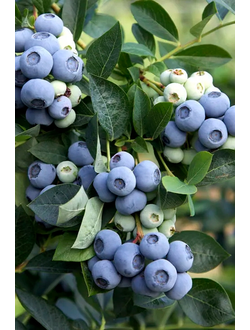 Голубика Denis Blue