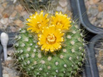Parodia chrysacantha  (D=35мм)