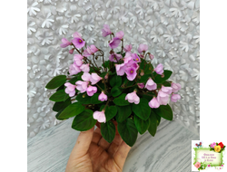 Flashy Trail (H.Pittman) TX Hyb трейлер