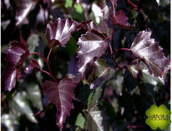 Береза "РОЯЛ ФРОСТ"